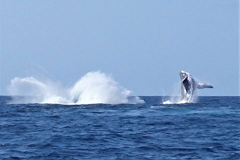 Noosa Whale Watching - Pubs Sydney 2