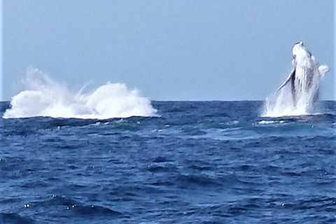 Noosa Whale Watching - Pubs Sydney 3
