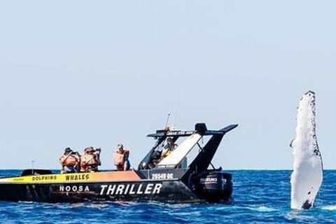 Noosa Whale Watching - Pubs Sydney 4