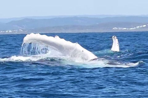 Noosa Whale Watching - Pubs Sydney 5