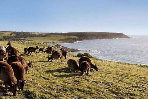Kangaroo Island Personal Group Tours - Pubs Sydney 0