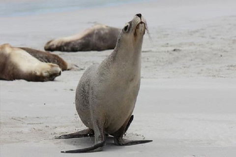 Kangaroo Island Personal Group Tours - Pubs Sydney 4