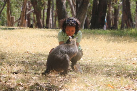 Cleland Wildlife Park Tour From Adelaide Including Mount Lofty Summit - Pubs Sydney 1