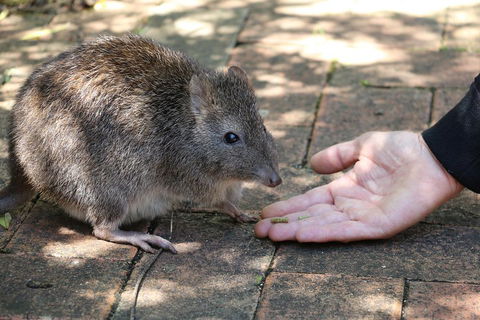 Cleland Wildlife Park Tour From Adelaide Including Mount Lofty Summit - Pubs Sydney 2