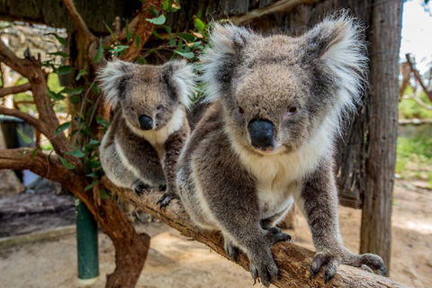 Cleland Wildlife Park Tour From Adelaide Including Mount Lofty Summit - Pubs Sydney 3