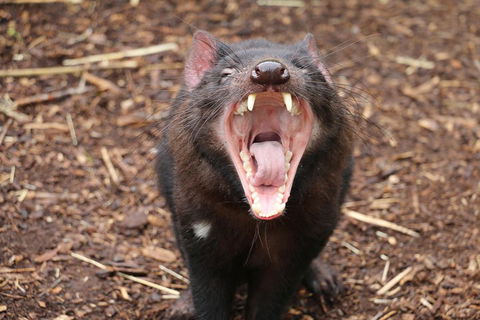 Cleland Wildlife Park Tour From Adelaide Including Mount Lofty Summit - Pubs Sydney 4