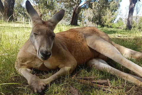 Cleland Wildlife Park Tour From Adelaide Including Mount Lofty Summit - Pubs Sydney 5