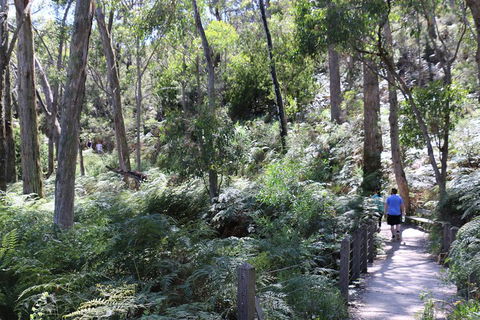 Self-Guided Waterfall Gully To Mount Lofty Hike From Adelaide - Pubs Sydney 2