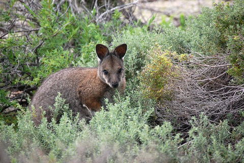 Pink Lake + Abrolhos Islands Nature Tour - Pubs Sydney 1