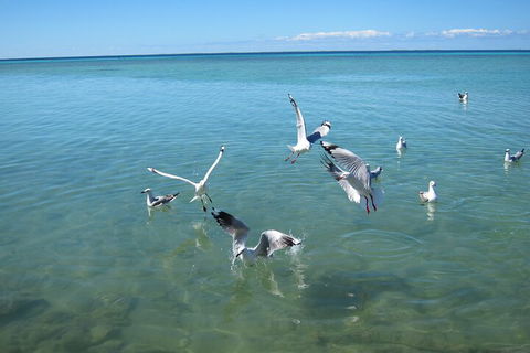 Pink Lake + Abrolhos Islands Nature Tour - Pubs Sydney 5