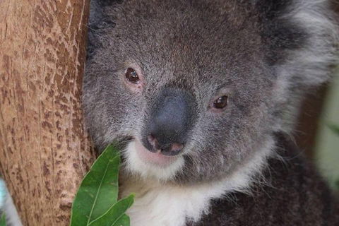 All Inclusive Blue Mountains Small-Group Day Trip From Sydney - Pubs Sydney 1