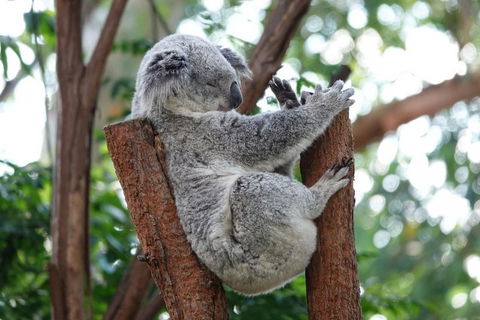 Small-Group Blue Mountains Tour With A Local Guide - Pubs Sydney 2