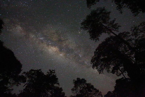 Evening Rainforest & Glow Worm Experience - Pubs Sydney 4