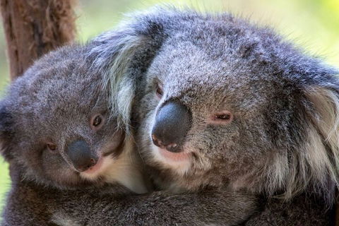 Half-Day Or Full-Day Tour With Private Guide From Melbourne - Pubs Sydney 1