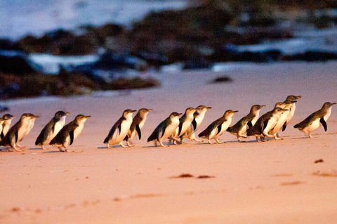Half-Day Or Full-Day Tour With Private Guide From Melbourne - Pubs Sydney 5