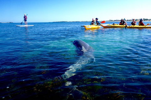 Penguin And Seal Islands Sea Kayaking Experience - Pubs Sydney 0