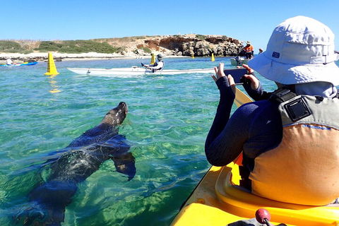 Penguin And Seal Islands Sea Kayaking Experience - Pubs Sydney 2