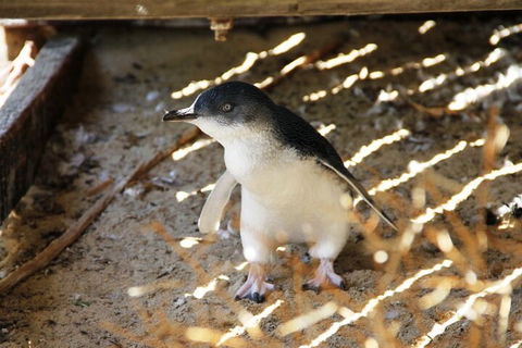 Penguin And Seal Islands Sea Kayaking Experience - Pubs Sydney 3