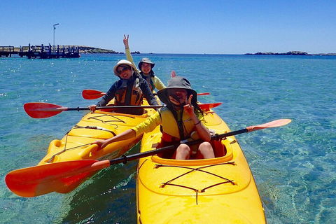 Penguin And Seal Islands Sea Kayaking Experience - Pubs Sydney 4