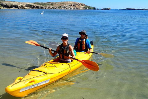 Penguin And Seal Islands Sea Kayaking Experience - Pubs Sydney 5