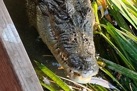 Litchfield Park Adventures And Jumping Crocodile Cruise + Butterfly Farm - Pubs Sydney 1