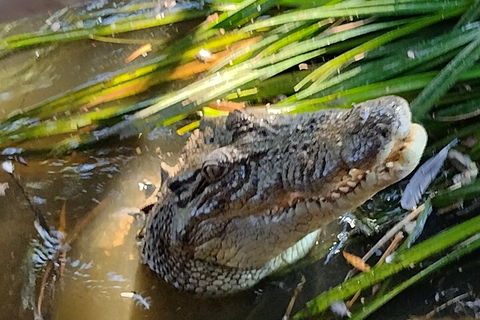 Litchfield Park Adventures And Jumping Crocodile Cruise + Butterfly Farm - Pubs Sydney 4