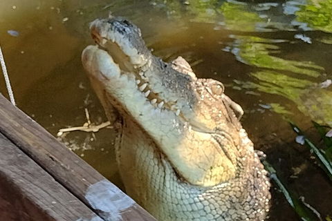 Litchfield Park Adventures And Jumping Crocodile Cruise + Butterfly Farm - Pubs Sydney 5