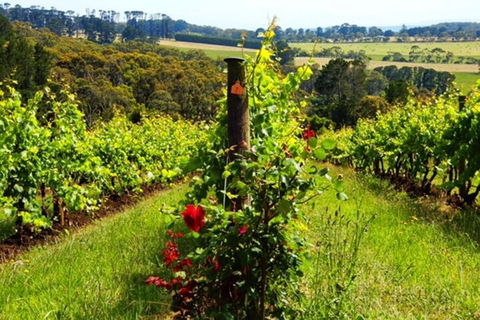 Mornington Peninsula Sightseeing Tour For 2-6 Guests. - Pubs Sydney 3