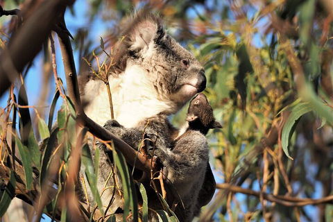 2-Hour Koala Walking Tour In Kangaroo Island - Pubs Sydney 1