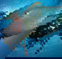 Great Barrier Reef Snorkeling and Diving Cruise from Cairns - Pubs Sydney
