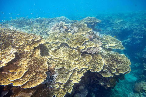 Cruise To Moore Reef Pontoon And Return Helicopter Flight From Cairns - Pubs Sydney 5