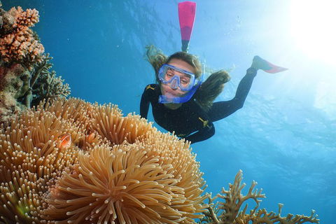 Helicopter And Cruise Packages From Port Douglas - Pubs Sydney 3