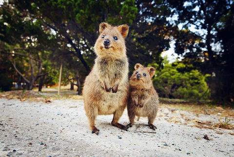 Rottnest Island All-Inclusive Grand Island Tour From Fremantle - Pubs Sydney 5