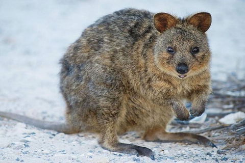 Perth To Rottnest Island Roundtrip Ferry Ticket - Pubs Sydney 3