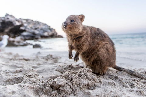 Perth To Rottnest Island Roundtrip Ferry Ticket - Pubs Sydney 5