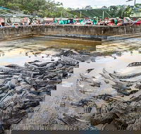 Hartley's Crocodile Adventures Day Trip from Palm Cove - Pubs Sydney