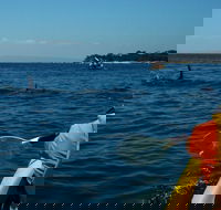 Mornington Peninsula Kayak Coastline Tour of Dolphin Sanctuary - Pubs Sydney