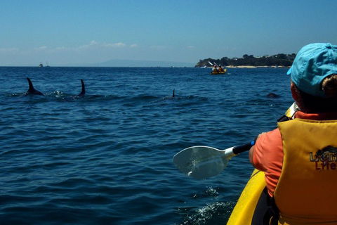 Mornington Peninsula Kayak Coastline Tour Of Dolphin Sanctuary - Pubs Sydney 0