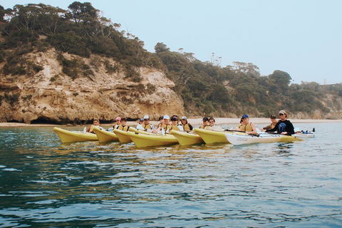 Mornington Peninsula Kayak Coastline Tour Of Dolphin Sanctuary - Pubs Sydney 4