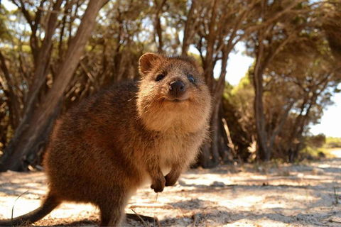 Wave Rock & Rottnest Island - Air & Ground Tour - Pubs Sydney 0