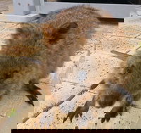Wave Rock Pinnacles and Rottnest One Day Aeroplane Tour - Pubs Sydney