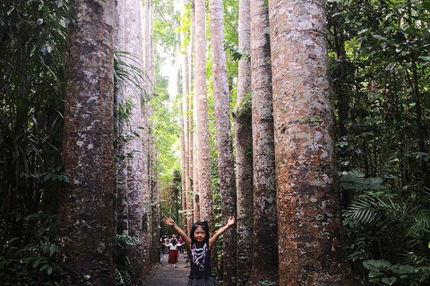 Private Tour To Paronella Park, Historic Village Herberton And Wild Life Wallaby - Pubs Sydney 2
