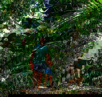 Full Day Daintree Rainforest and Mossman Gorge Tour - Pubs Sydney