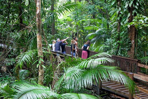 Full Day Daintree Rainforest And Mossman Gorge Tour - Pubs Sydney 1