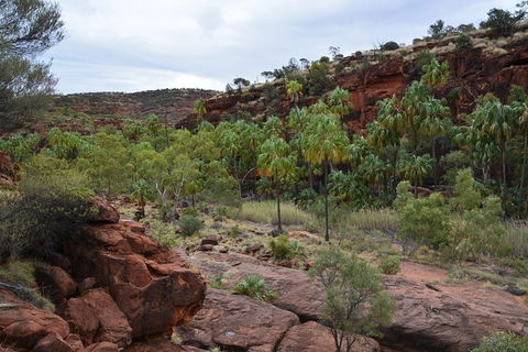 Palm Valley And Hermannsburg 1 Day 4WD Tour - Pubs Sydney 4