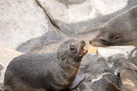 Kangaroo Island Luxury Small Group 'Flinders Chase Focus' Full Day Tour - Pubs Sydney 2