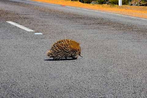 Kangaroo Island Luxury Small Group 'Flinders Chase Focus' Full Day Tour - Pubs Sydney 3
