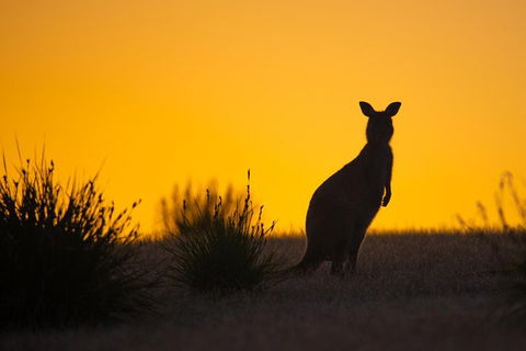 Kangaroo Island Luxury Small Group 'Flinders Chase Focus' Full Day Tour - Pubs Sydney 5