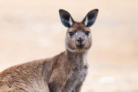 Kangaroo Island Luxury Small Group 'East End Explorer' Full Day Tour - Pubs Sydney 1