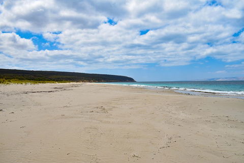 Kangaroo Island Luxury Small Group 'East End Explorer' Full Day Tour - Pubs Sydney 3